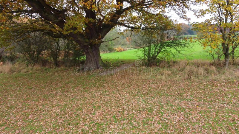 Des images de drone volant à travers un fossé entre les arbres vers un champ banque de vidéos