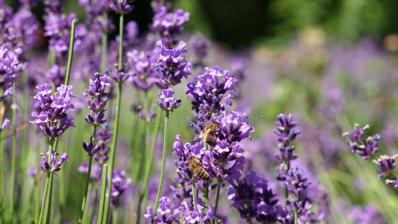 Des images de mouvements lents de mouches volantes pollinisant des fleurs de lavande violette éclatantes dans une prairie ensoleil banque de vidéos