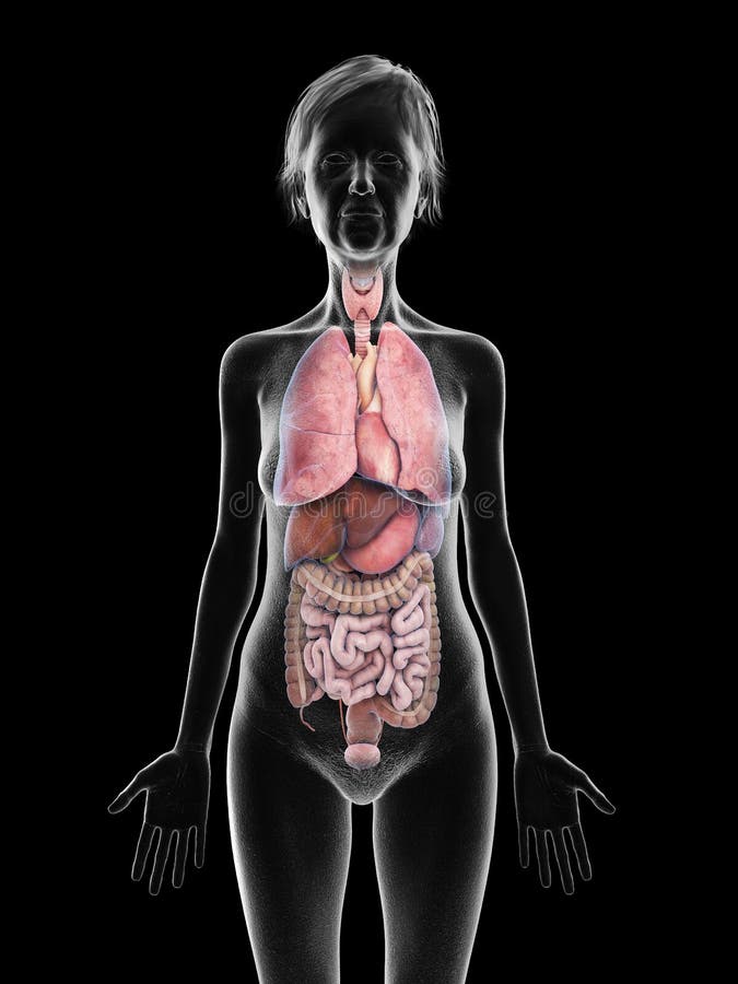 Какая девушка внутри. Анатомия женщины органы. Тело женщины анатомия с органами.