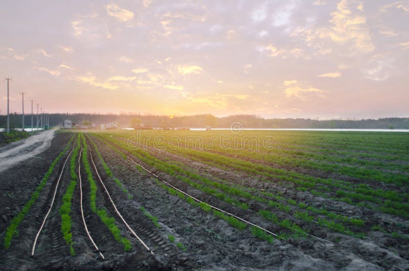 Des plantations de carotte sont d?velopp?es dans le domaine sur le coucher du soleil rang?es v?g?tales L?gumes organiques Agricul photos libres de droits Des plantations de carotte sont d?velopp?es dans le domaine sur le coucher du soleil rang?es v?g?tales L?gumes organiques Agricul photos libres de droits