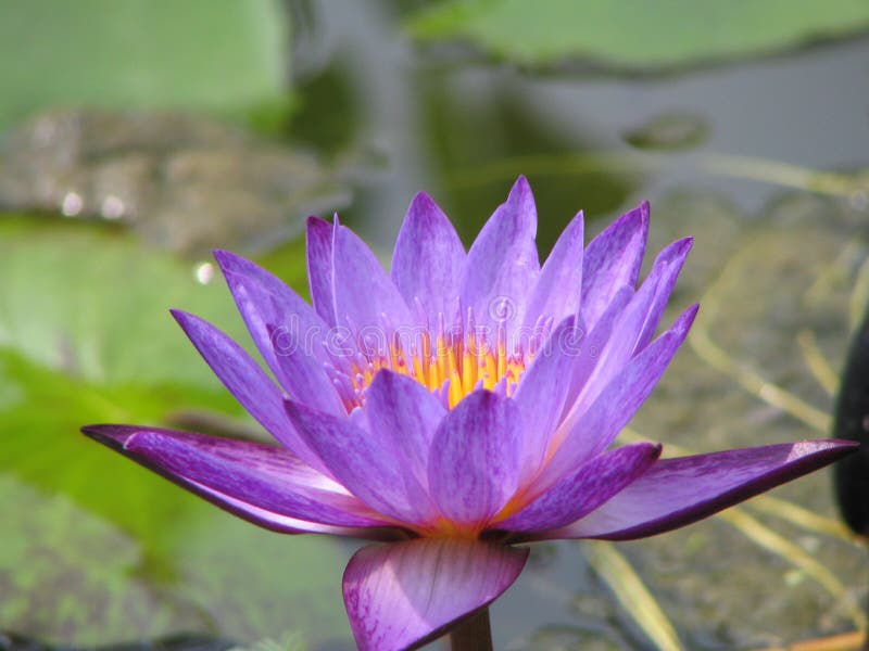 Purple tropical waterlily in bloom. Purple tropical waterlily in bloom