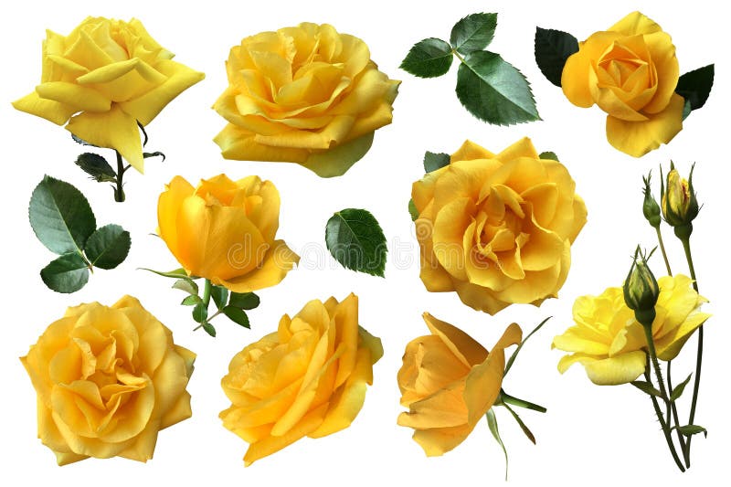 Des roses jaunes placent des fleurs délicates et lumineuses avec des feuilles des plantes de jardin délicates en fleurs objet déco photos stock