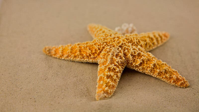 Starfish, Summer at the beach time to relax. Starfish, Summer at the beach time to relax