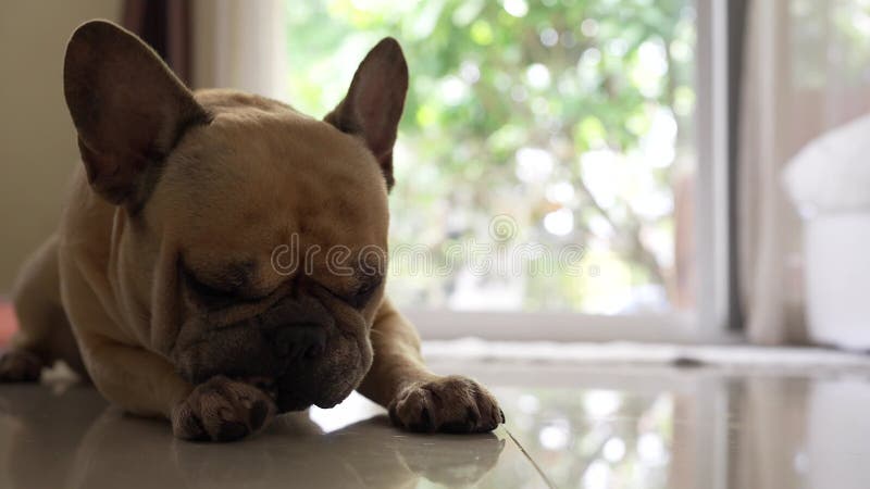 Des séquences d'un bulldog français posées sur un sol brillant nettoient sa patte clips vidéos
