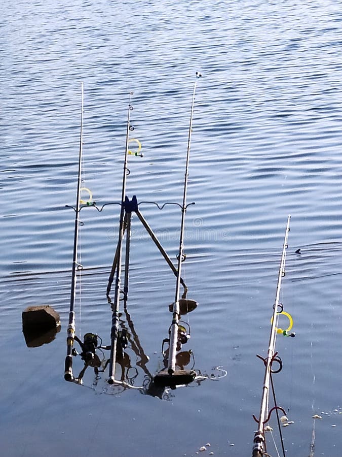 Des tiges au bord du lac pour la pêche à la carpe