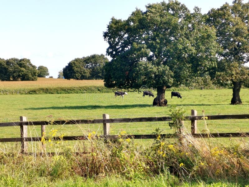 Des vaches pâturées dans un champ gallois avec des arbres photo stock Des vaches pâturées dans un champ gallois avec des arbres photo stock