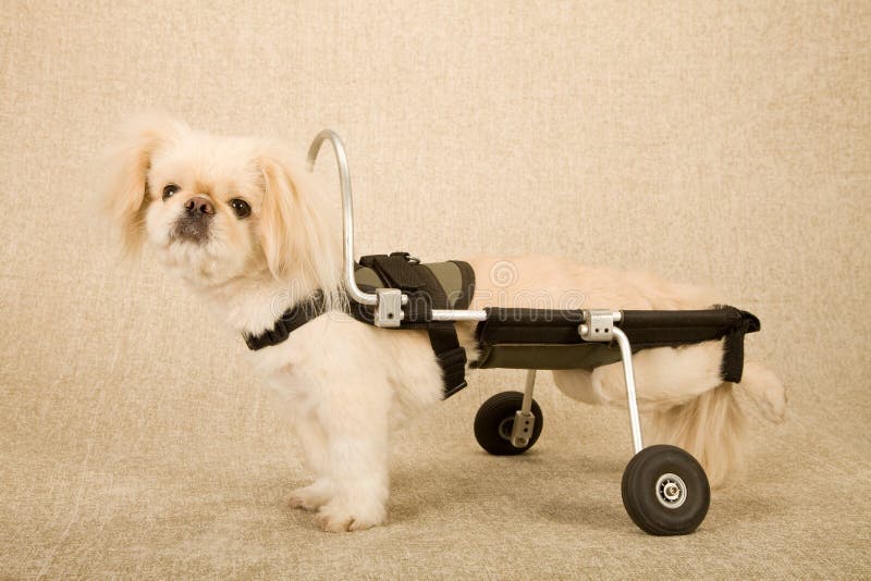 Desabilitou o cão de cachorrinho paralizado prendido com correias na cadeira de rodas canina do carro da inabilidade no fundo beg
