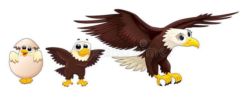 Desarrollo Del águila En Diversas Edades Ilustración del Vector -  Ilustración de joven, madre: 58414079