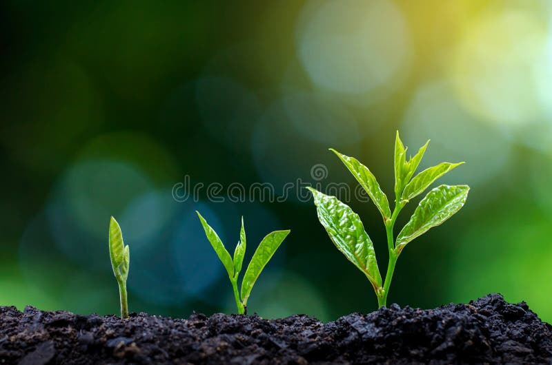 Desarrollo del crecimiento del almácigo que planta la plántula de los almácigos en la luz de la mañana en fondo de la naturaleza