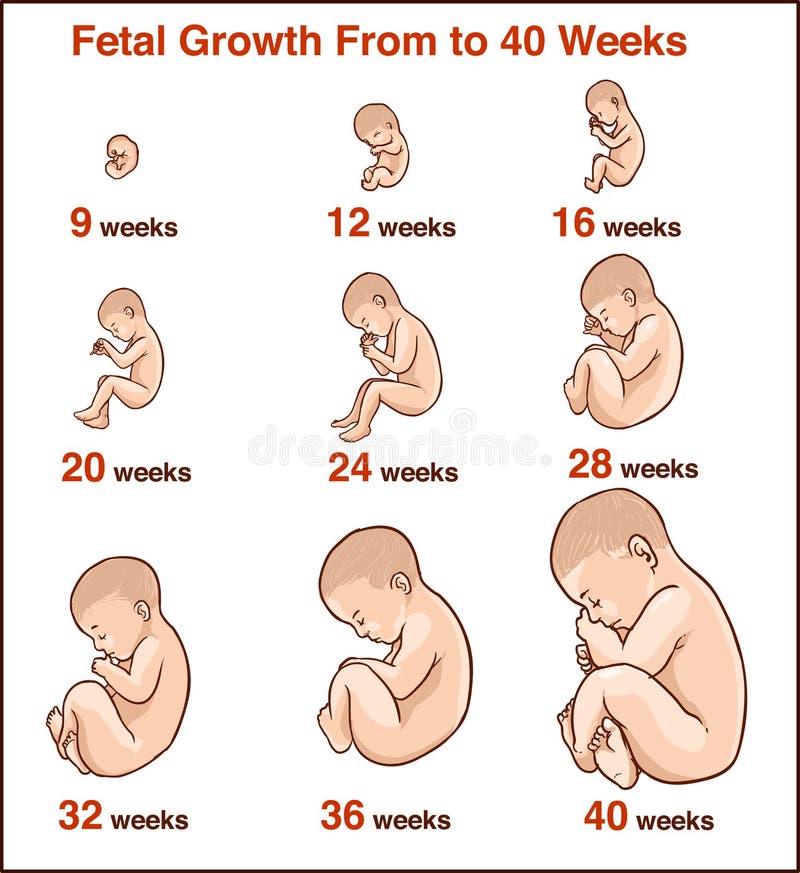 Desarrollo del embrión Etapas humanas del crecimiento del feto del vecto del embarazo
