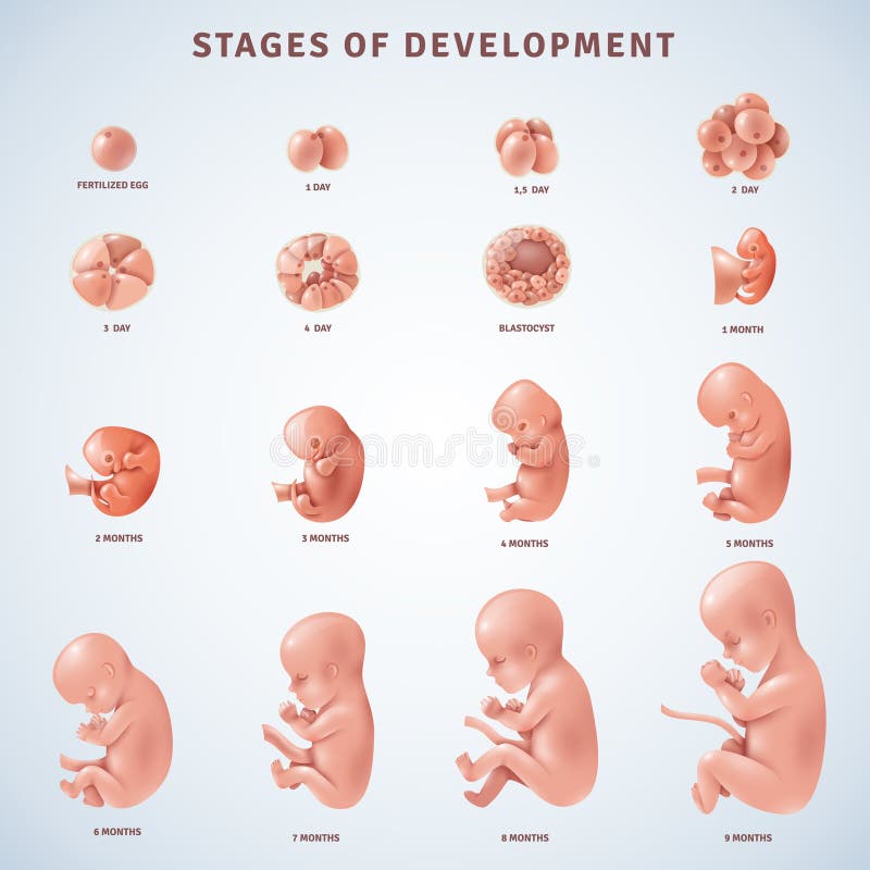 Desarrollo embrionario humano de las etapas