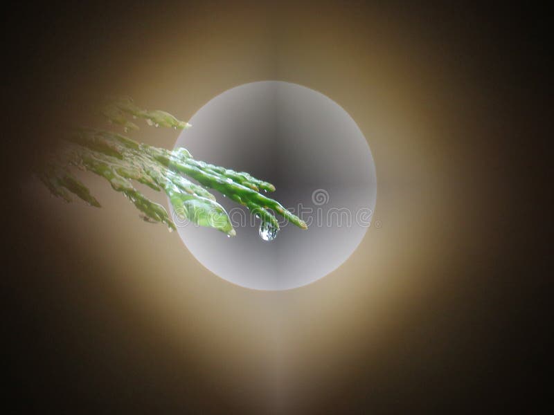 Descanso de agua Gran luna llena de brillo detrás de una rama de árbol cupraso con fondo oscuro y borroso imágenes de archivo libres de regalías Descanso de agua Gran luna llena de brillo detrás de una rama de árbol cupraso con fondo oscuro y borroso imágenes de archivo libres de regalías