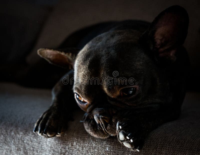 Descanso do buldogue francês fotografia de stock Descanso do buldogue francês fotografia de stock