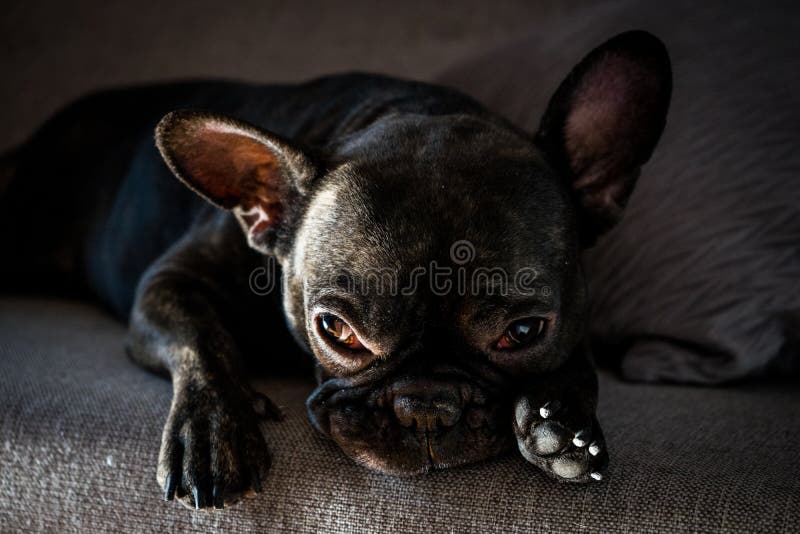 Descanso do buldogue francês fotos de stock Descanso do buldogue francês fotos de stock