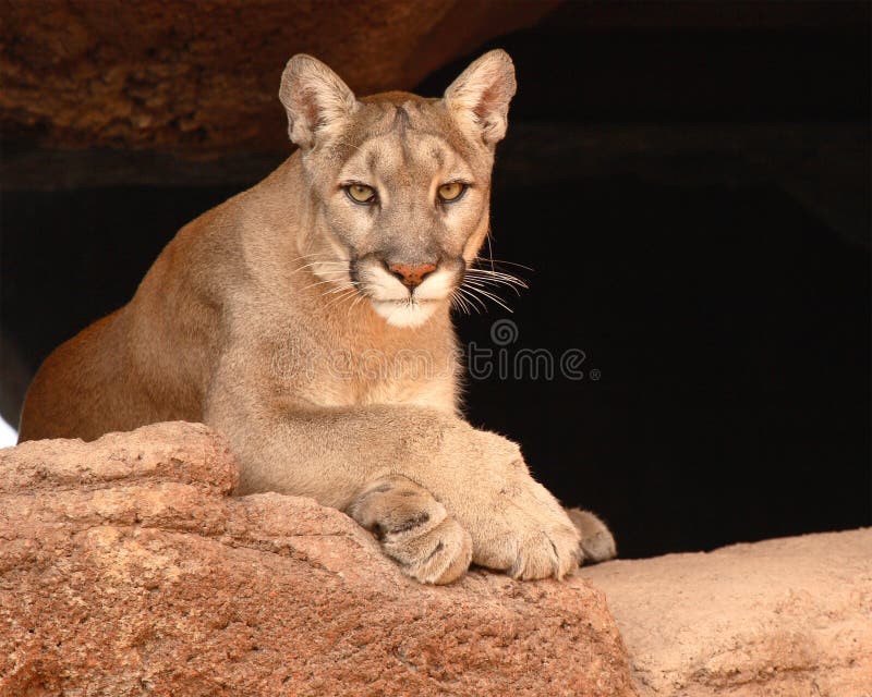 Descanso do puma imagens de stock Descanso do puma imagens de stock