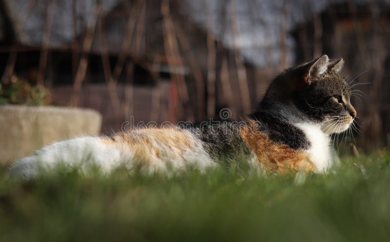 Descanso merecido após caçar e pegar o rato Vista lateral sobre o gatinho domesticado e colorido Felis catus domesticus fotografia de stock Descanso merecido após caçar e pegar o rato Vista lateral sobre o gatinho domesticado e colorido Felis catus domesticus fotografia de stock
