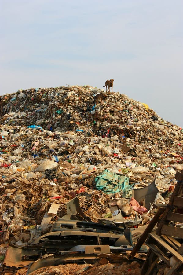 Descarga de basura municipal y el perro fino en vertido ambiente imágenes de archivo libres de regalías Descarga de basura municipal y el perro fino en vertido ambiente imágenes de archivo libres de regalías