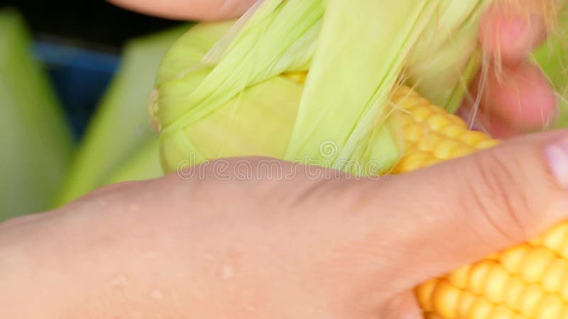 Descasque o milho das folhas