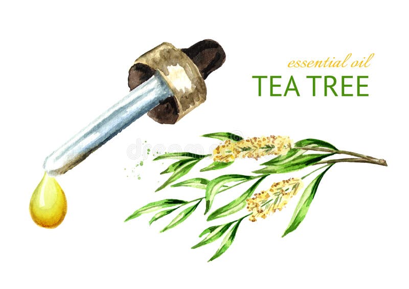 Descenso del aceite esencial del árbol del té Planta medicinal y de los cosméticos Ejemplo dibujado mano de la acuarela, aislado libre illustration Descenso del aceite esencial del árbol del té Planta medicinal y de los cosméticos Ejemplo dibujado mano de la acuarela, aislado libre illustration