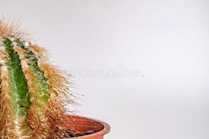 Descensos del agua en un cactus en un pote en un fondo blanco imagen de archivo libre de regalías Descensos del agua en un cactus en un pote en un fondo blanco imagen de archivo libre de regalías