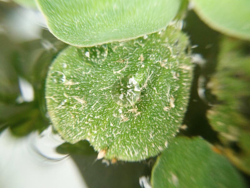 Descensos transparentes en mala hierba verde de la hoja, macro del agua fotos de archivo libres de regalías Descensos transparentes en mala hierba verde de la hoja, macro del agua fotos de archivo libres de regalías