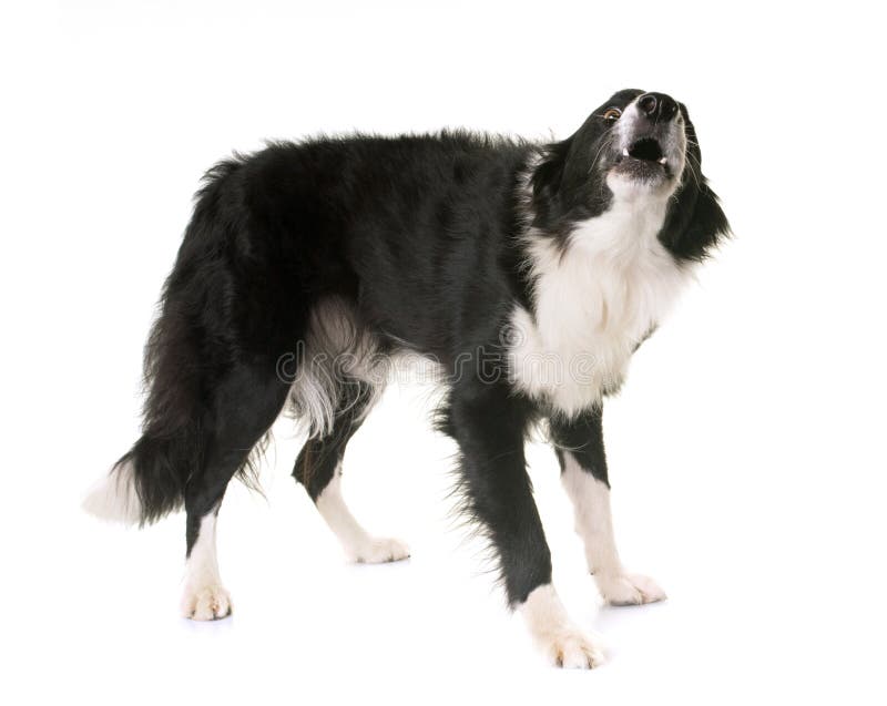 Descortezamiento del border collie fotografía de archivo Descortezamiento del border collie fotografía de archivo