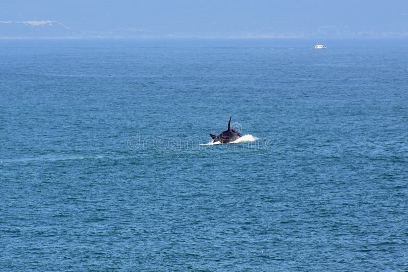 Male Southern Right Whale, Hermanus, South Africa. Description: Male Southern Right Whale off Hermanus, South Africa. The southern right whale is a baleen whale royalty free stock photography Male Southern Right Whale, Hermanus, South Africa. Description: Male Southern Right Whale off Hermanus, South Africa. The southern right whale is a baleen whale royalty free stock photography