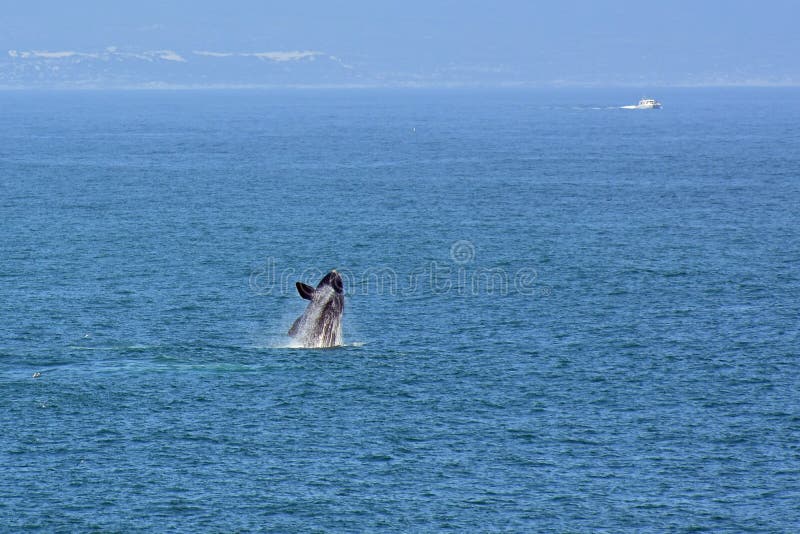 Male Southern Right Whale, Hermanus, South Africa. Description: Male Southern Right Whale off Hermanus, South Africa. The southern right whale is a baleen whale stock photos Male Southern Right Whale, Hermanus, South Africa. Description: Male Southern Right Whale off Hermanus, South Africa. The southern right whale is a baleen whale stock photos