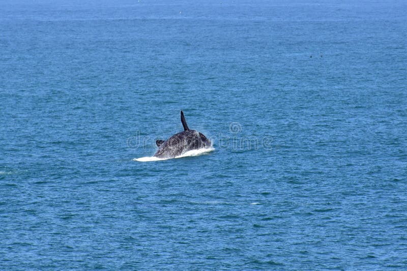 Male Southern Right Whale Jumping From Sea, South Africa. Description: Male Southern Right Whale off Hermanus, South Africa. The southern right whale is a baleen royalty free stock photo Male Southern Right Whale Jumping From Sea, South Africa. Description: Male Southern Right Whale off Hermanus, South Africa. The southern right whale is a baleen royalty free stock photo