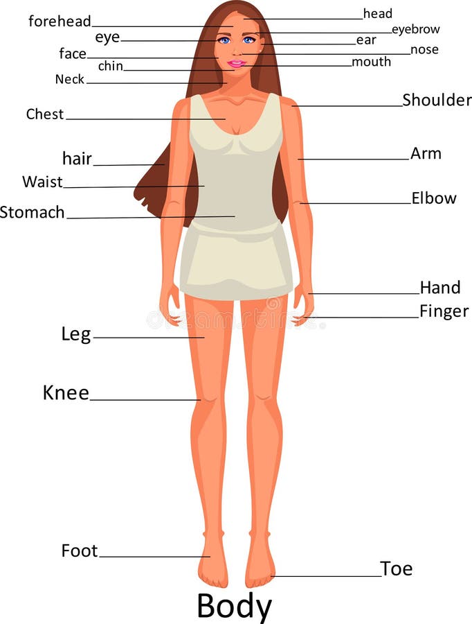 Diagram of the Human Body Parts on the Girl Stock Vector - Illustration