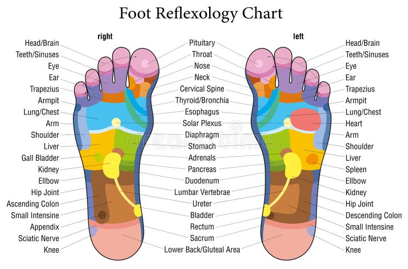 Descrição da carta do reflexology do pé