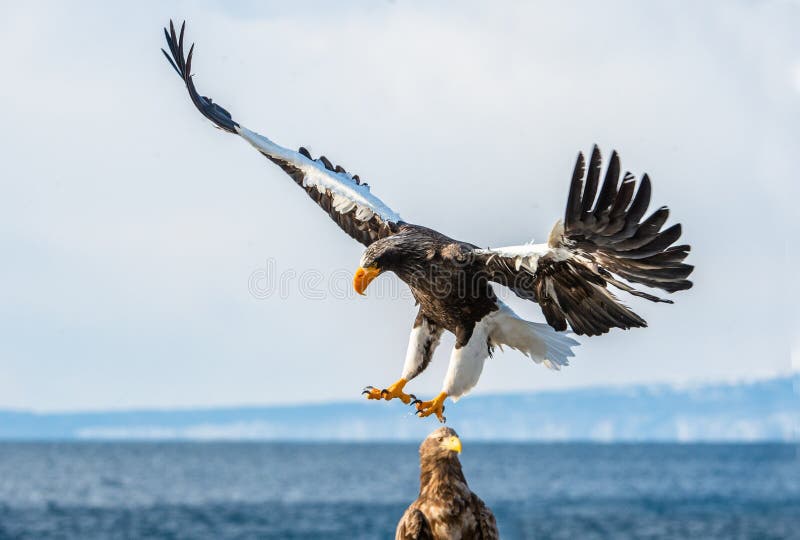 Desembarco De águila Marina De Steller Imagen de archivo - Imagen de aviar,  travieso: 163811347