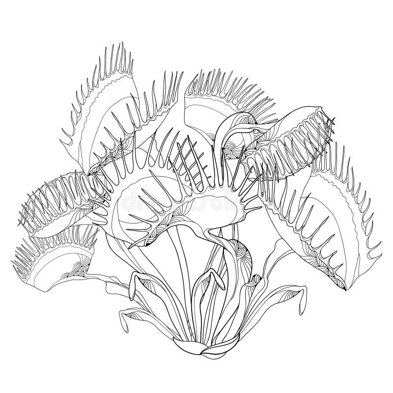 Desen vectorial al capcanei pentru muște-de-mare sau al Dionaea muscipula cu o capcană deschisă și strânsă în negru, izolat pe fon royalty free illustration