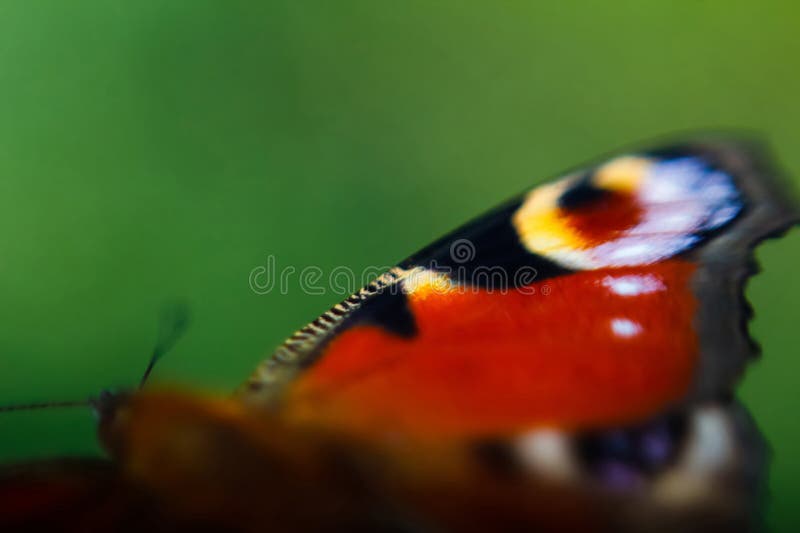 Desenfocar Mariposa Pavo Real Europea. Ala Extremadamente Cerca Sobre Fondo Verde Oscuro Borroso. Ojos De Mariposa Brillante Foto de archivo - Imagen de delicado, anaranjado: 213197548 Desenfocar Mariposa Pavo Real Europea. Ala Extremadamente Cerca Sobre Fondo Verde Oscuro Borroso. Ojos De Mariposa Brillante Foto de archivo - Imagen de delicado, anaranjado: 213197548