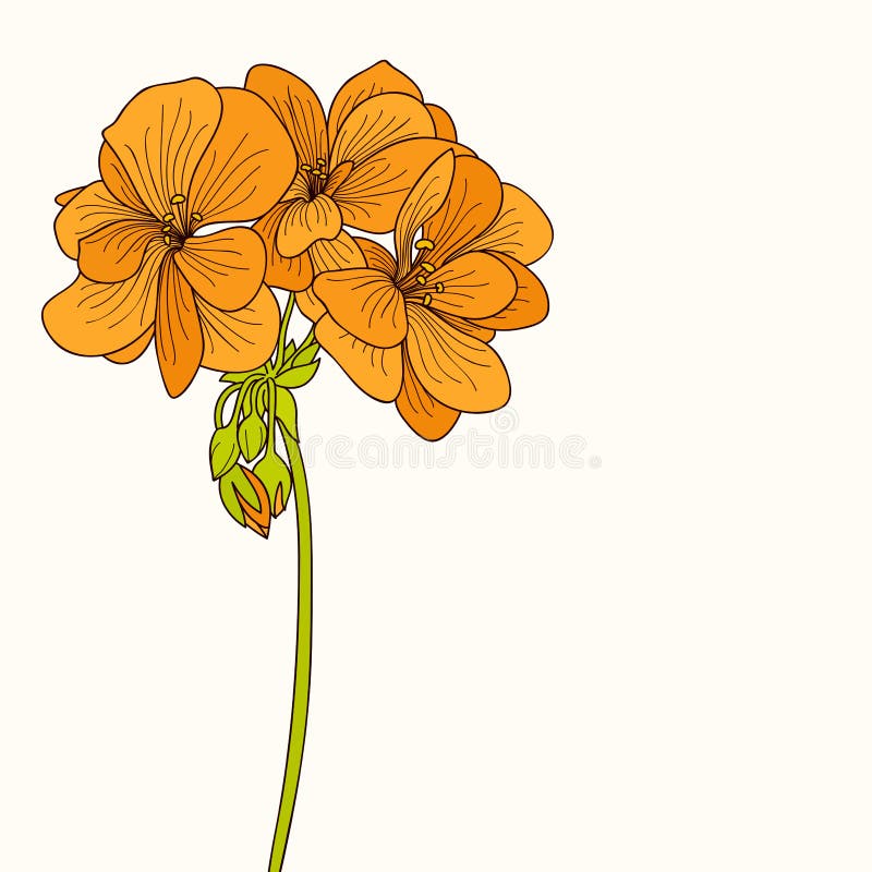 Desenho Amarelo Da Flor Do Gerânio Ilustração Stock - Ilustração de grave,  amarelo: 52244298
