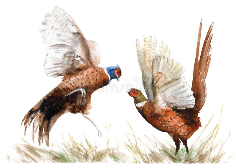 Desenho da aquarela de um pássaro dois faisão na grama ilustração do vetor Desenho da aquarela de um pássaro dois faisão na grama ilustração do vetor