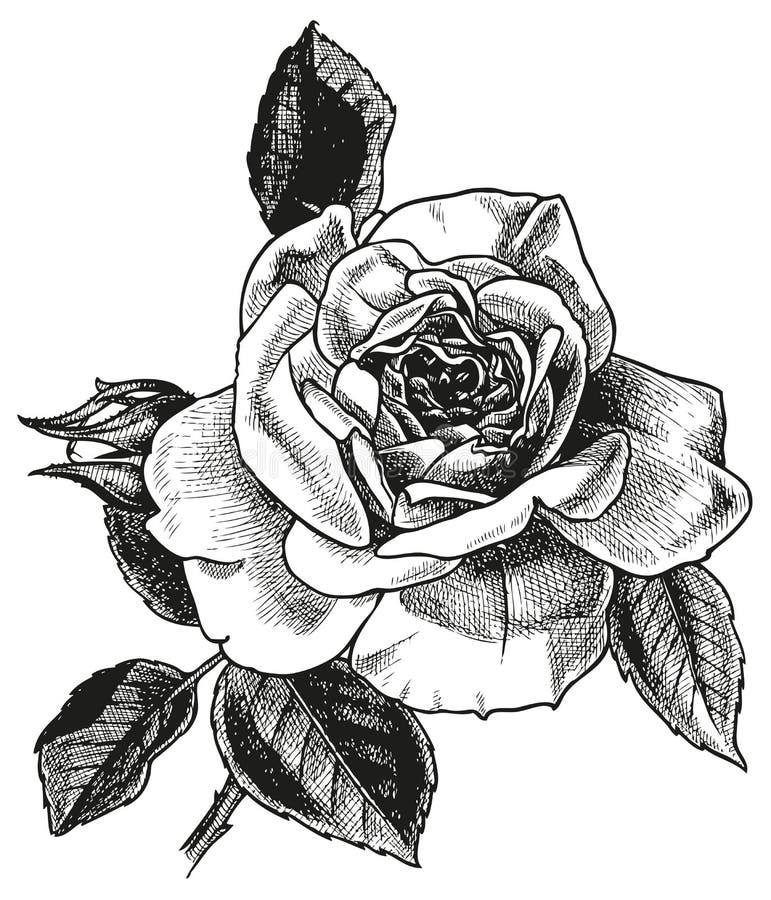 Resultado de imagem para desenho de rosa