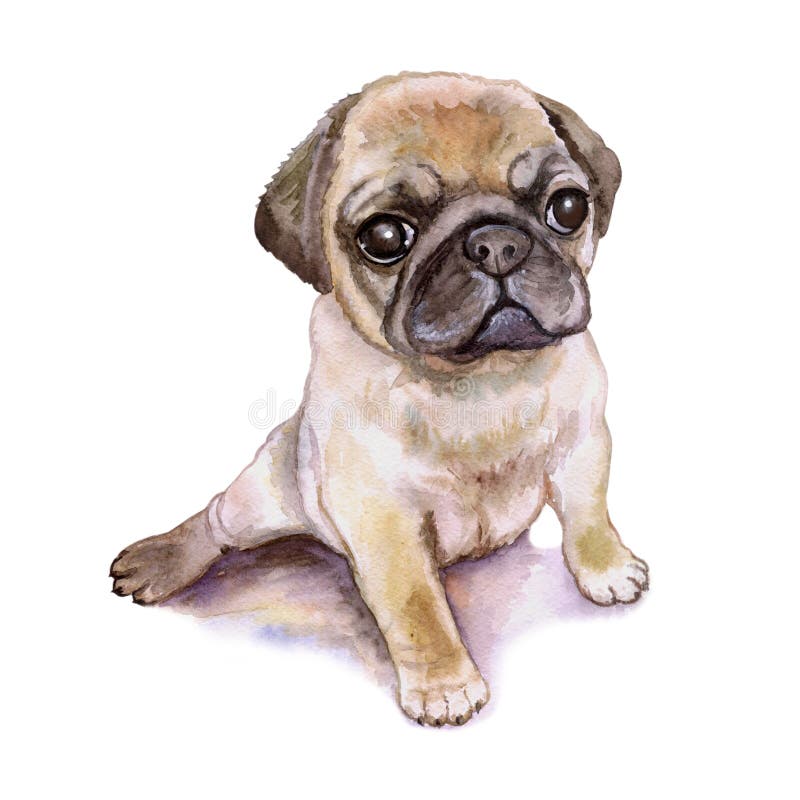 Pet Buldogue Francês pintado colorido em aquarela e desenho sobre fundo  branco [download] - Designi