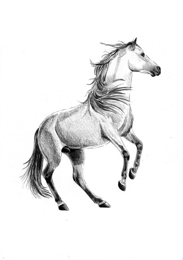 Desenho De Lápis Da Cabeça De Cavalo Ilustração Stock