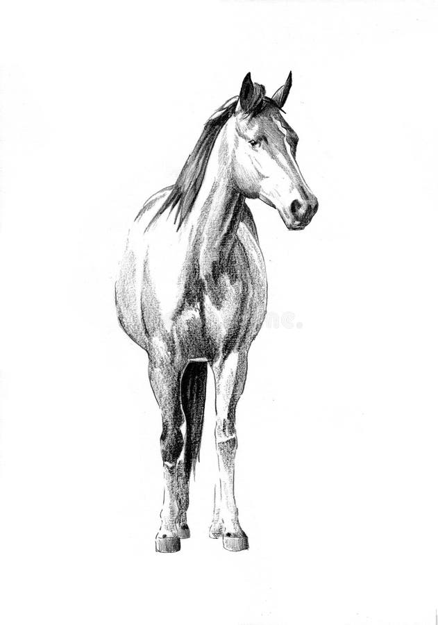 Desenho De Lápis Da Cabeça De Cavalo Ilustração Stock