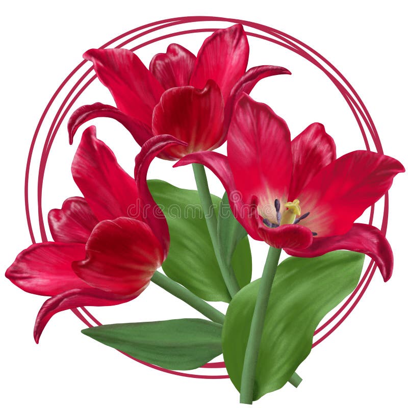 Desenho De Um Buquê De Tulipas Vermelhas Abertas Com Uma Armação Redonda  Foto de Stock - Imagem de tulipa, vermelho: 220823762