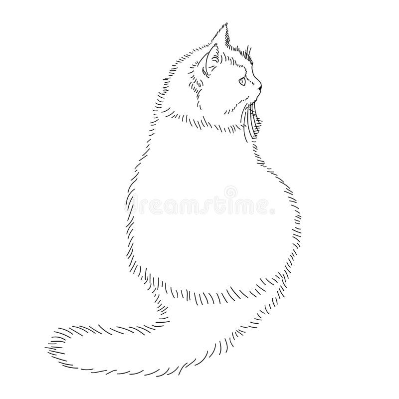 Desenho de gato realista para colorir