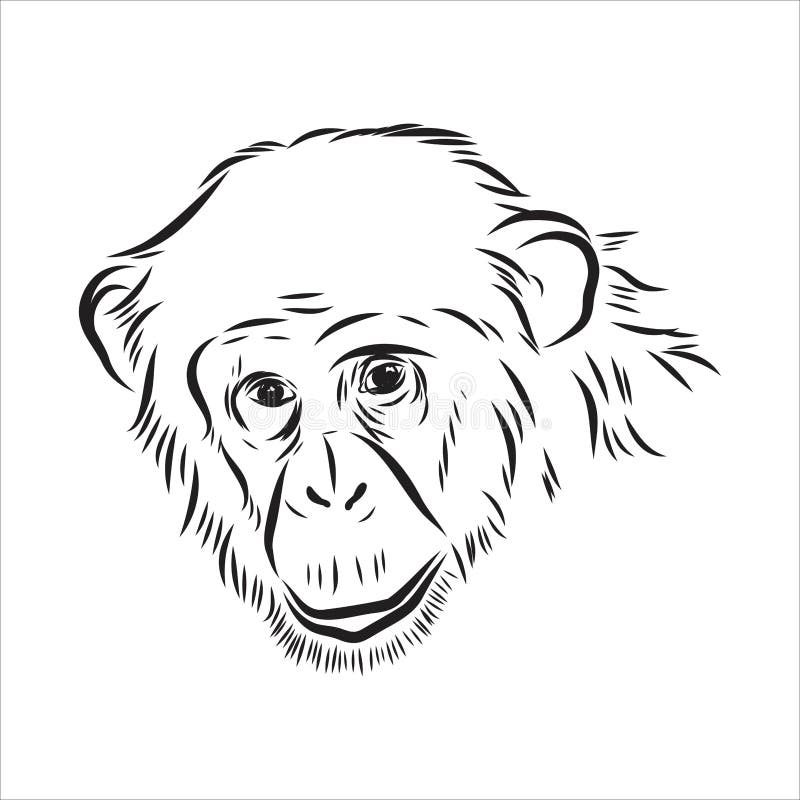 Macaco Desenho Animado Bonito Chimpanzé Ilustração Vetorial Esboço