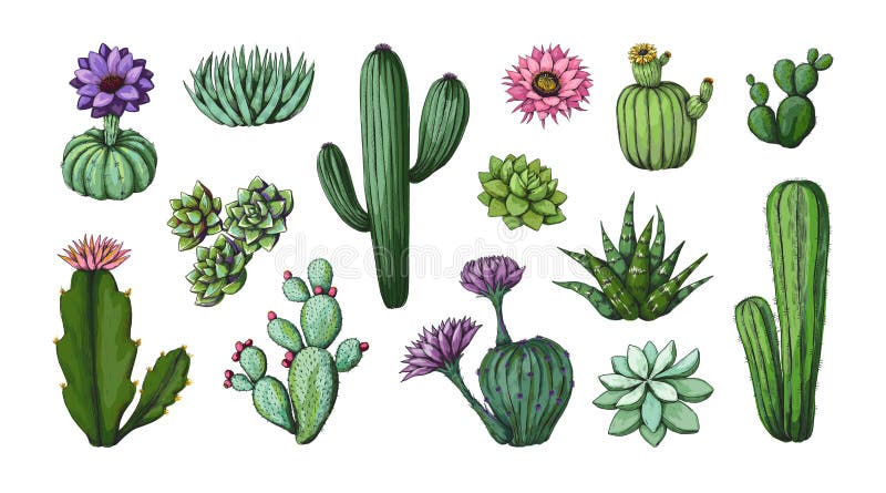 Vetores de Natureza De Estilo Simples Do Cacto Do Deserto Desenho Gráfico  Planta Suculenta E Tropical Mexicana Arte Do Jardim Cactos Vetor Floral  Ilustração De Cartoon De Flor Verde e mais imagens