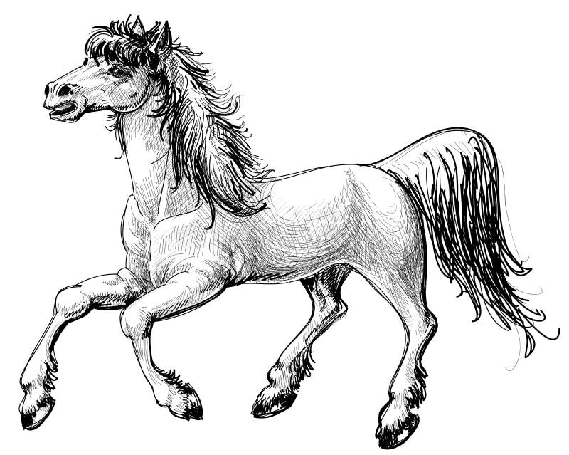 Orelha de cavalo desenho linha artística Sketch, cabeça de cavalo árabe,  cavalo, branco, mamífero png