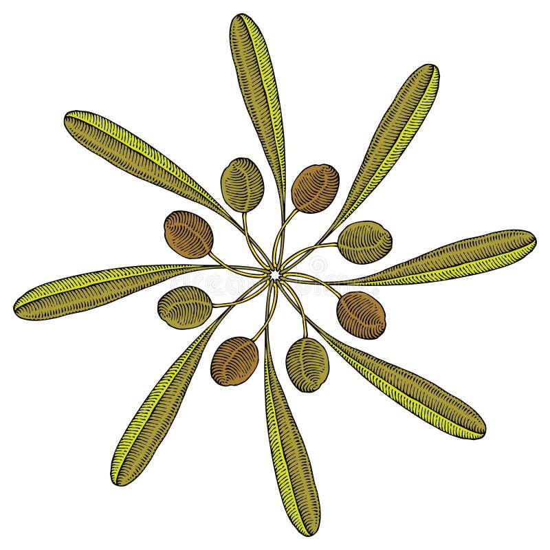 Desenho do rosette do ramo de oliveira ilustração stock Desenho do rosette do ramo de oliveira ilustração stock
