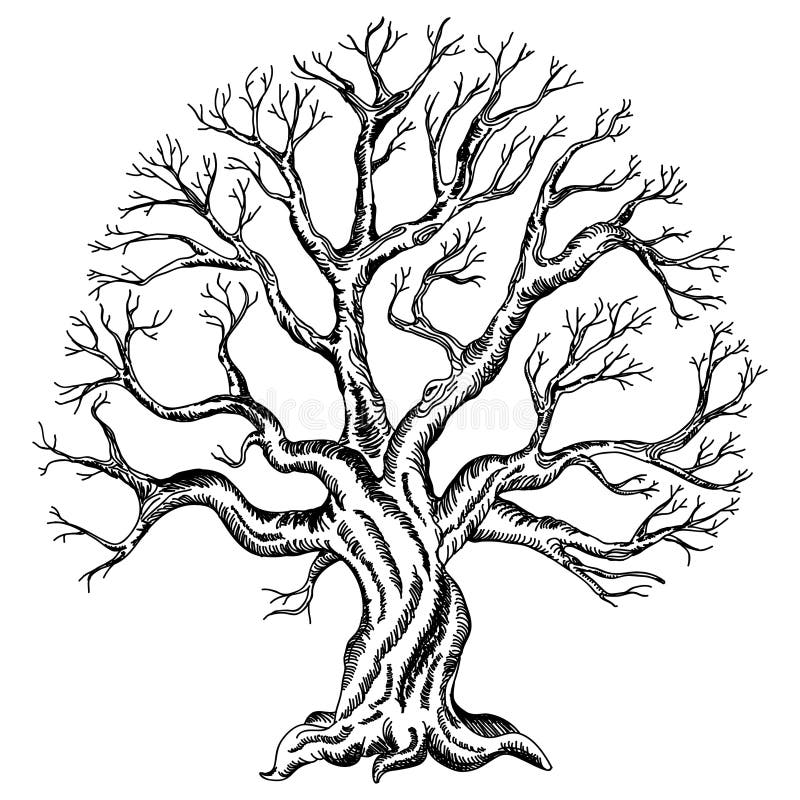Desenho do vetor da árvore ilustração stock Desenho do vetor da árvore ilustração stock