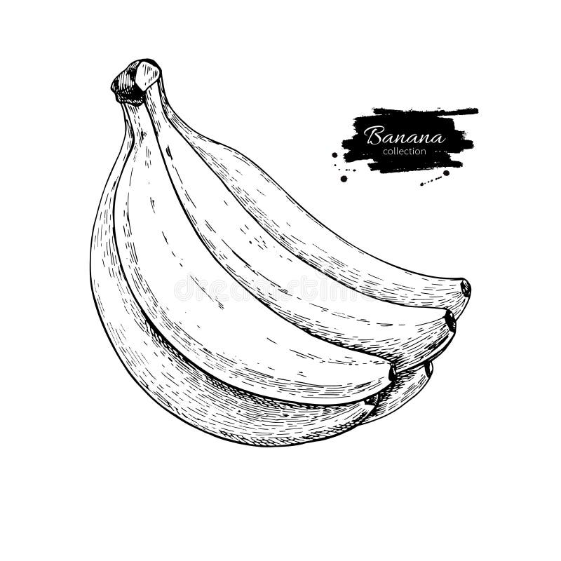 Banana desenho mão vetor ilustração e lettering. Isolado sobre fundo branco  . imagem vetorial de Octyarb© 302834678