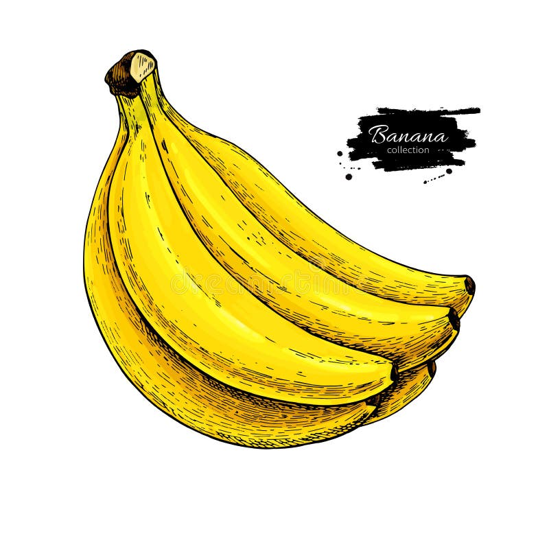 Banana desenho mão vetor ilustração e lettering. Isolado sobre fundo branco  . imagem vetorial de Octyarb© 302834678