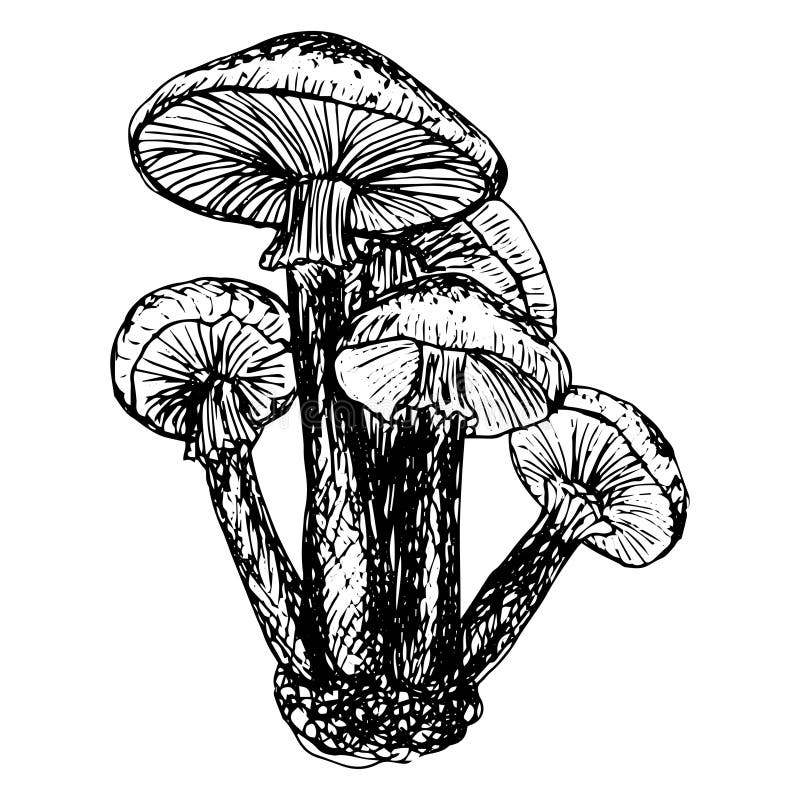 ilustração em vetor de desenho de mão de cogumelo com fundo 2311950 Vetor  no Vecteezy